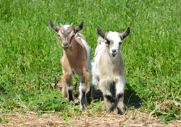 Why Goat's Milk?
